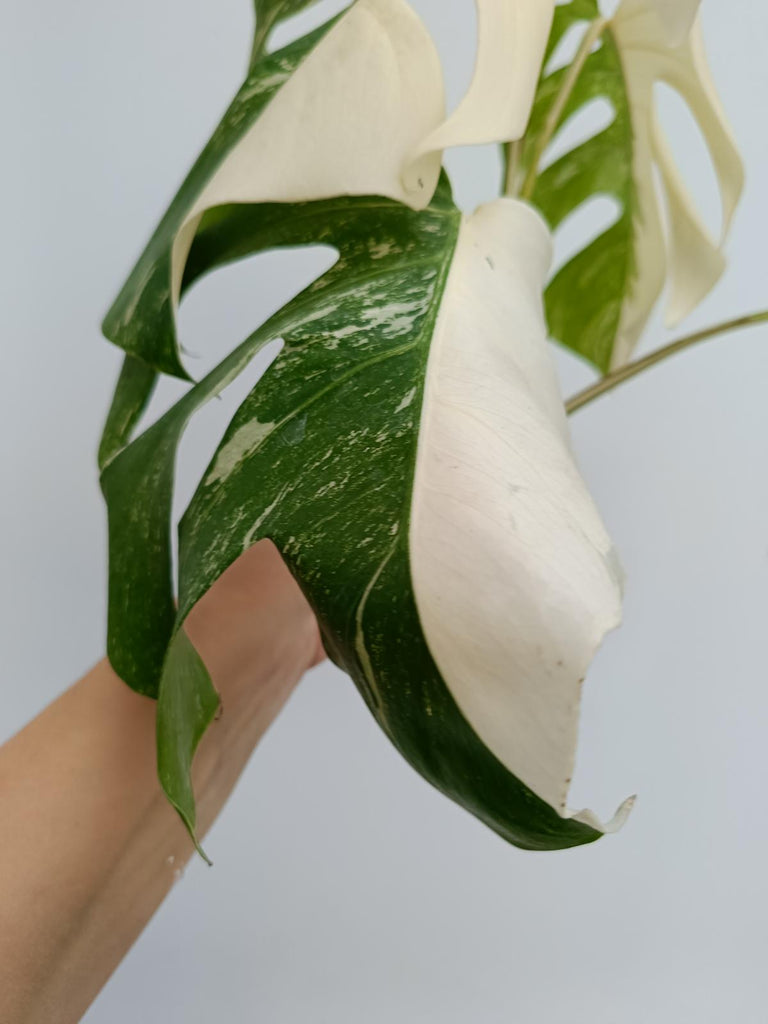 Monstera deliciosa variegata albo