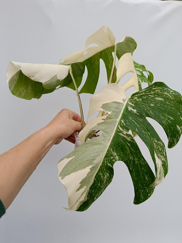 Monstera deliciosa variegata albo