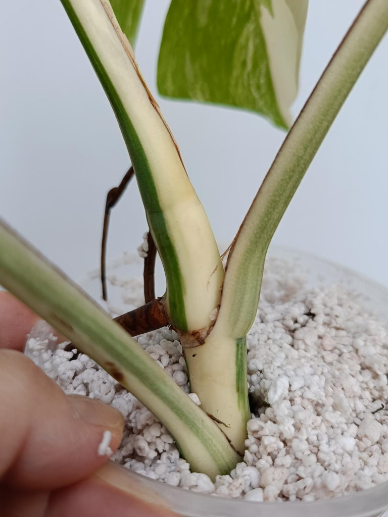 Monstera deliciosa variegata albo