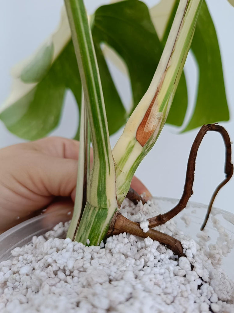 Monstera deliciosa variegata albo