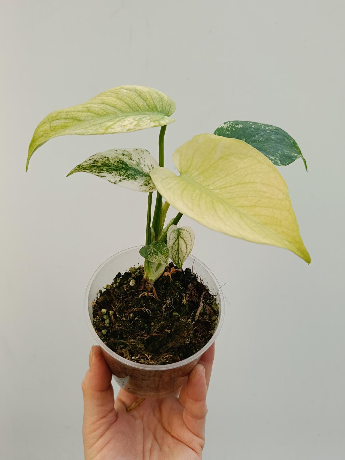 MONSTERA DELICIOSA VARIEGATA MINT – Welovetropicalplants