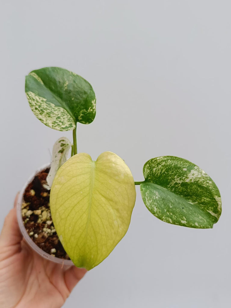 Monstera deliciosa variegata mint