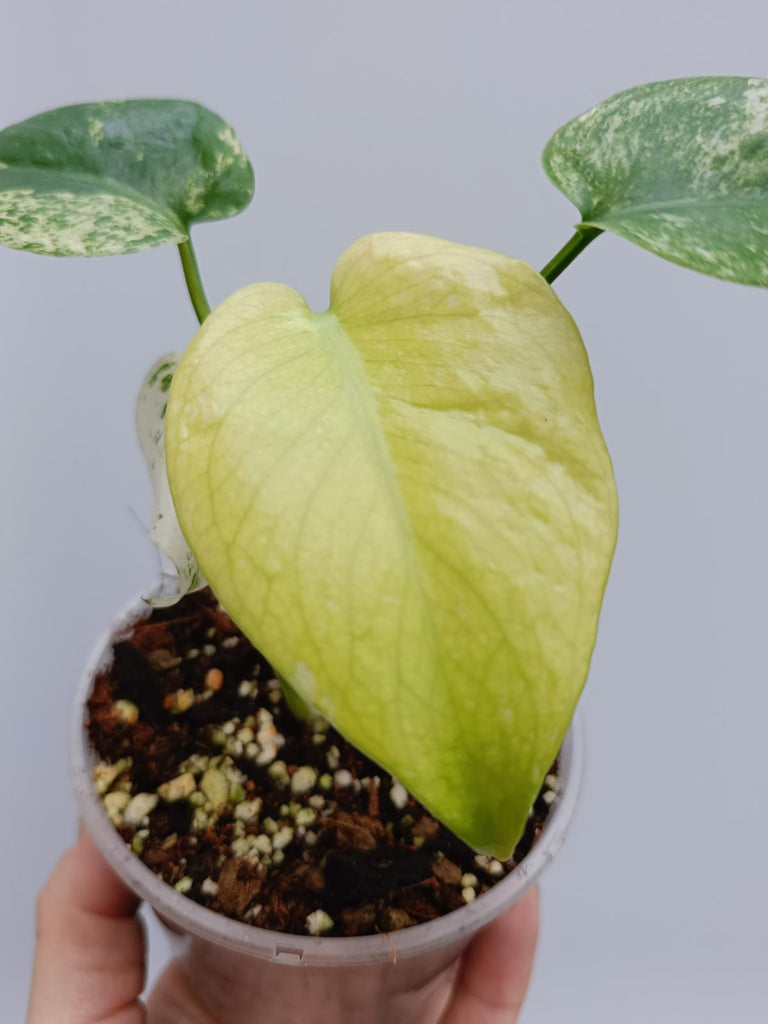 Monstera deliciosa variegata mint