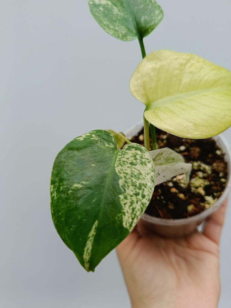 Monstera deliciosa variegata mint