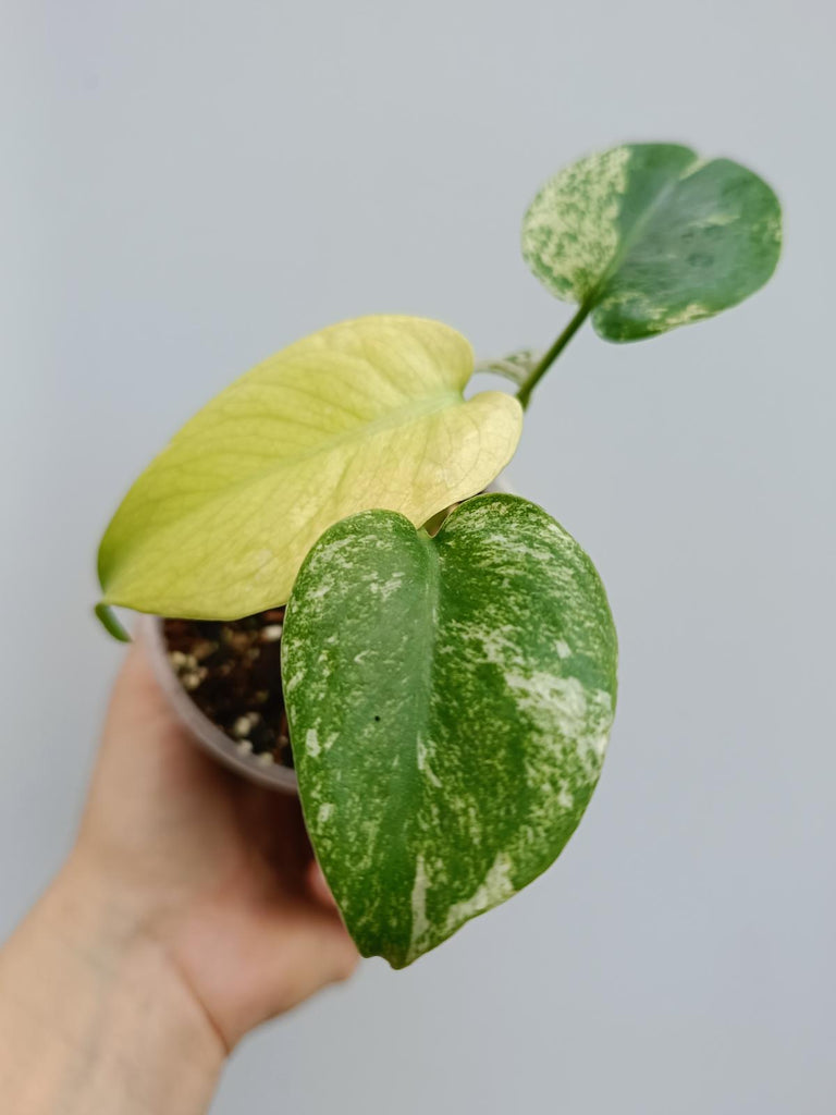 Monstera deliciosa variegata mint