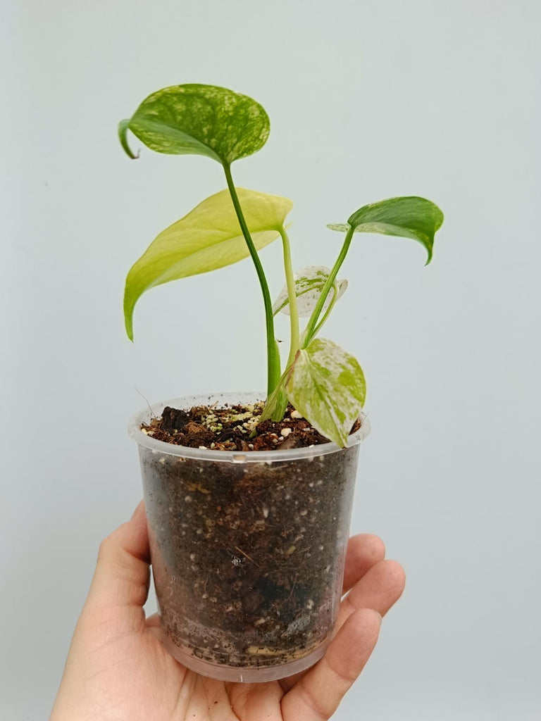 Monstera deliciosa variegata mint