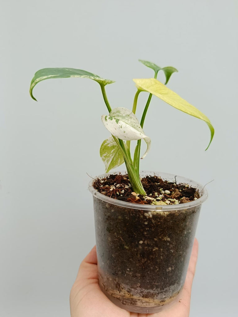 Monstera deliciosa variegata mint