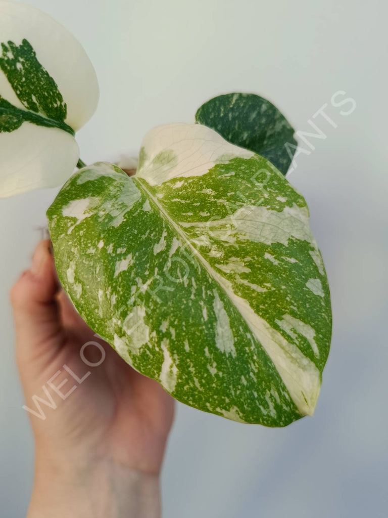 Monstera deliciosa thai constellation