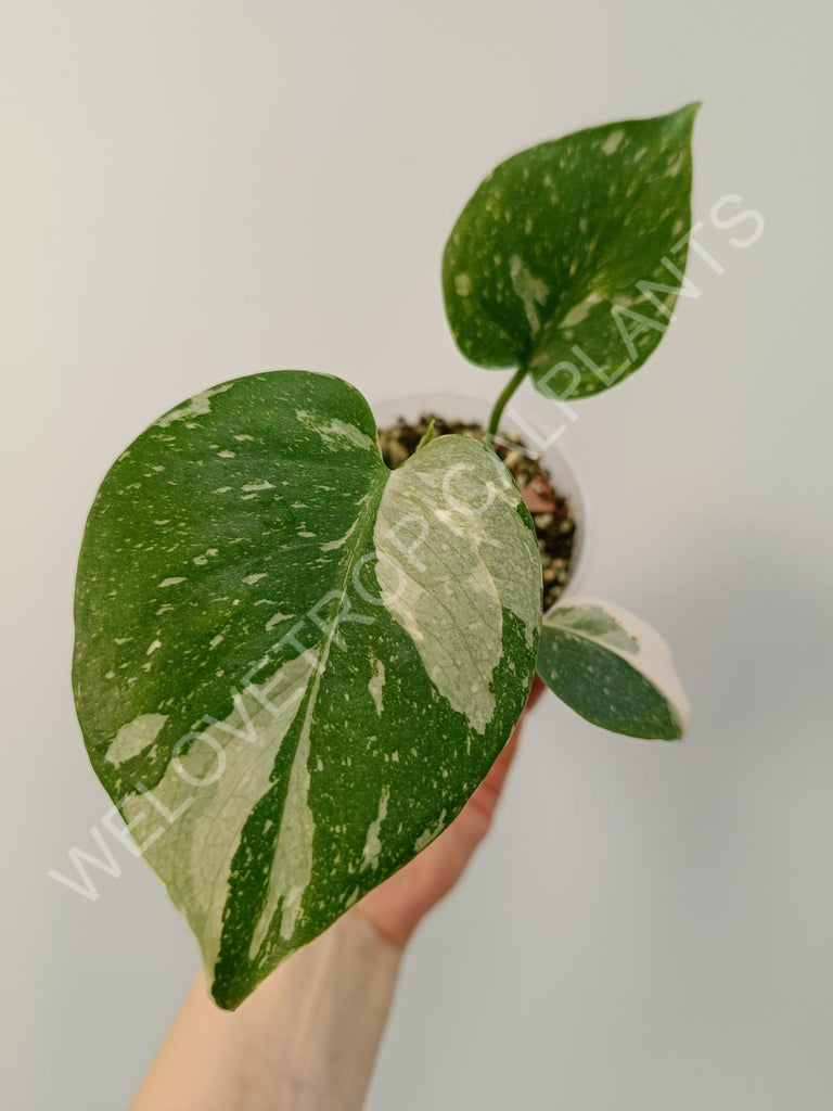 Monstera deliciosa thai constellation