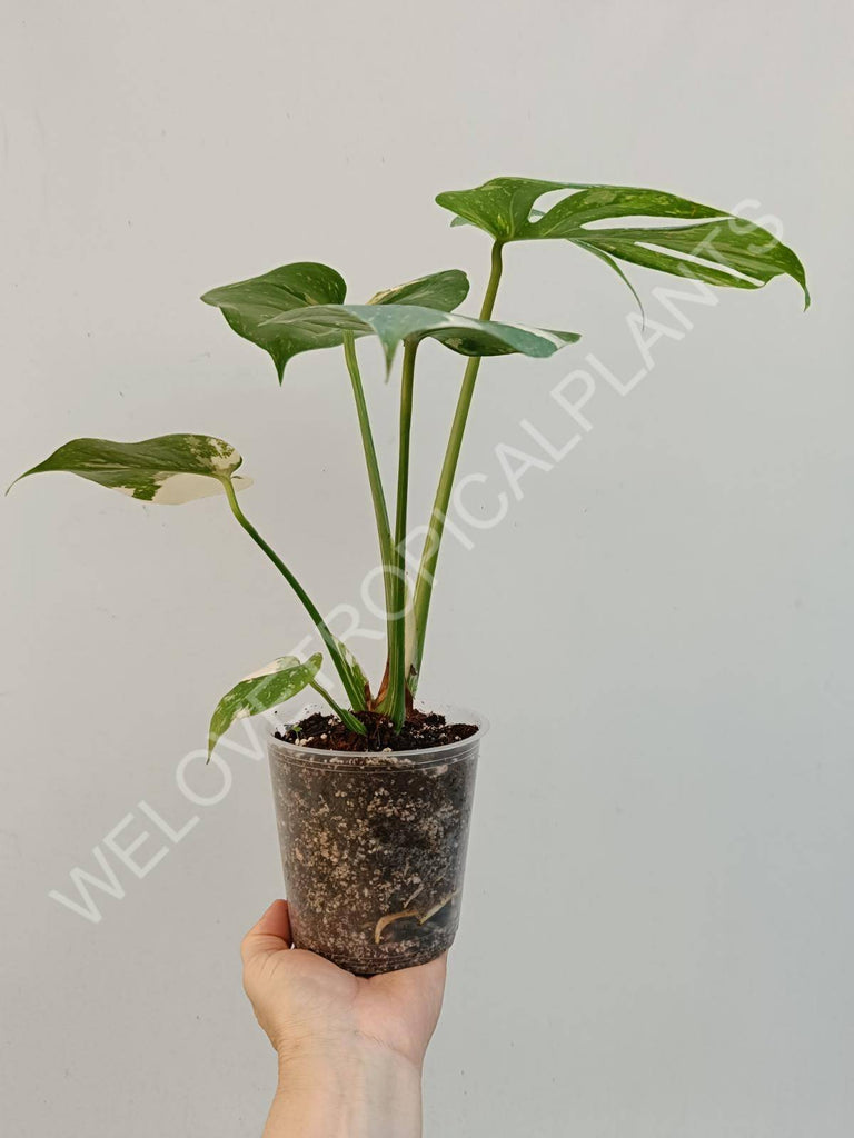 Monstera deliciosa thai constellation