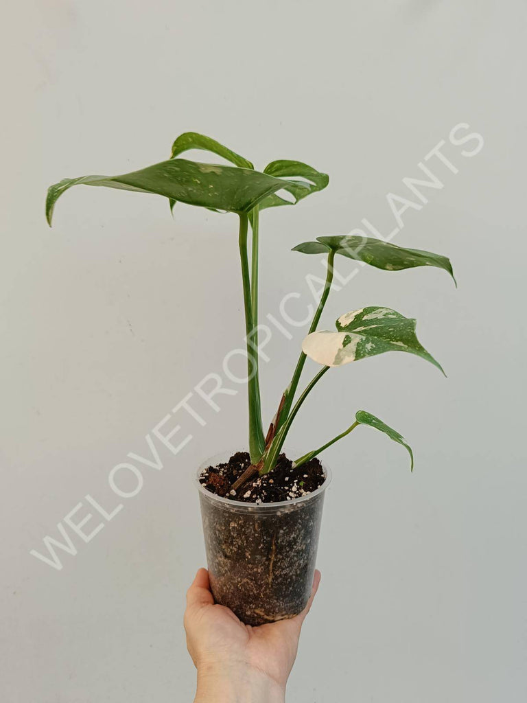 Monstera deliciosa thai constellation