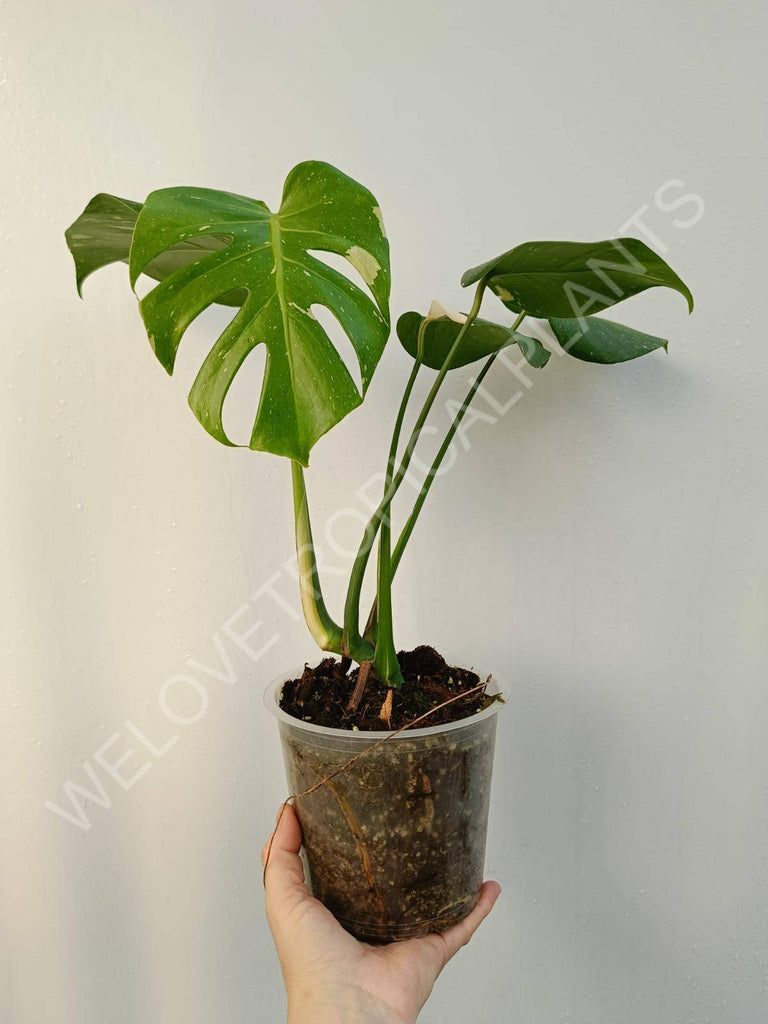 Monstera deliciosa thai constellation