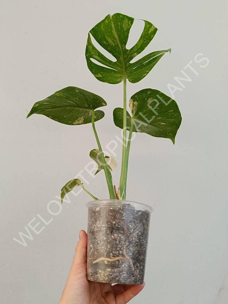 Monstera deliciosa thai constellation