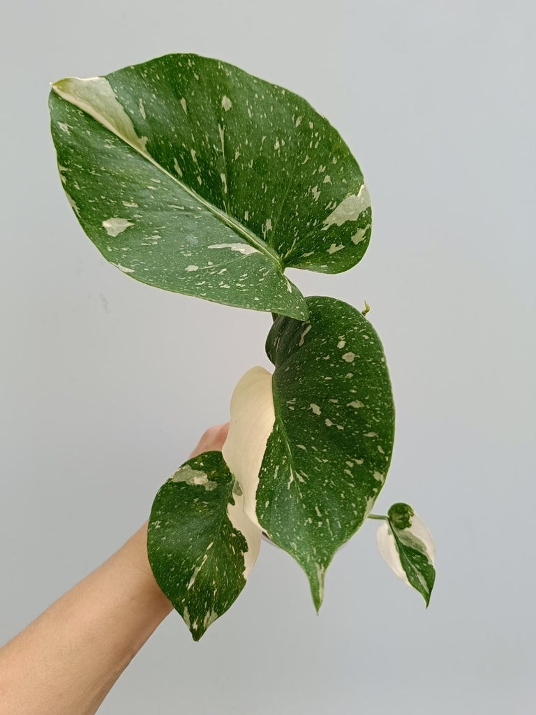 Monstera deliciosa thai constellation