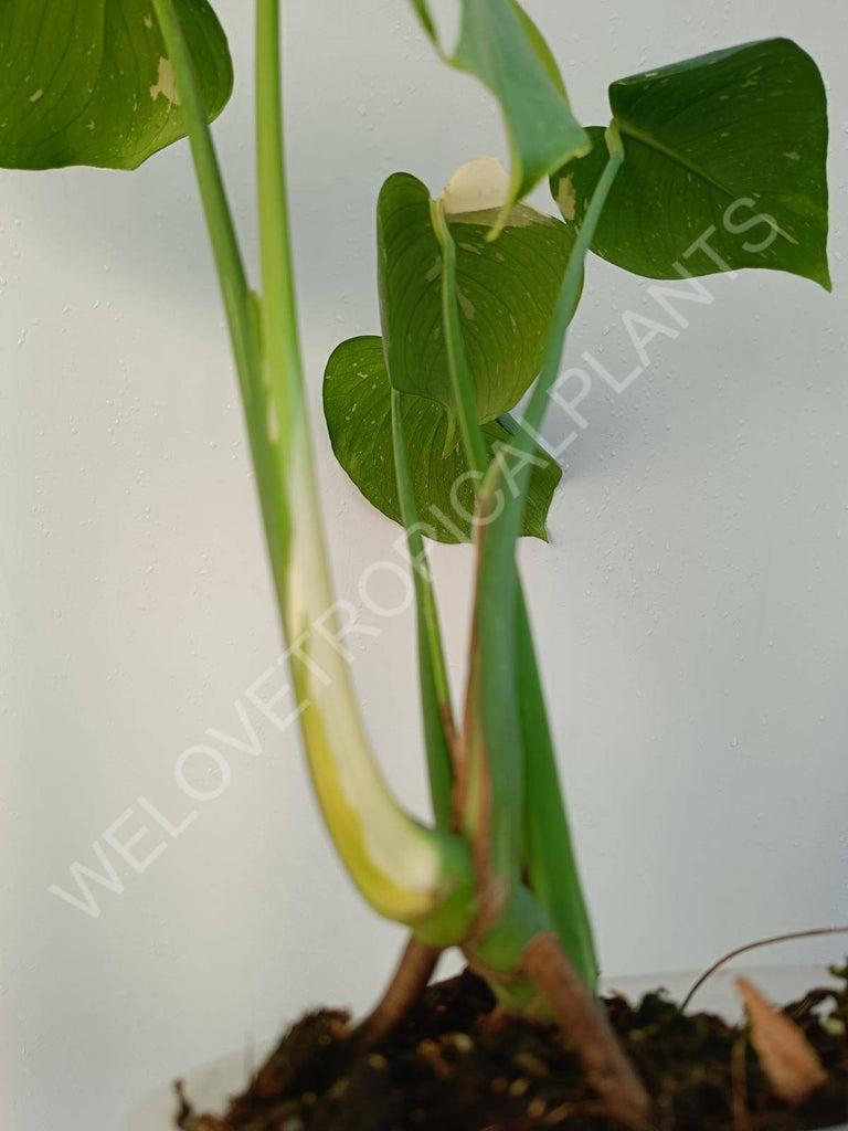 Monstera deliciosa thai constellation