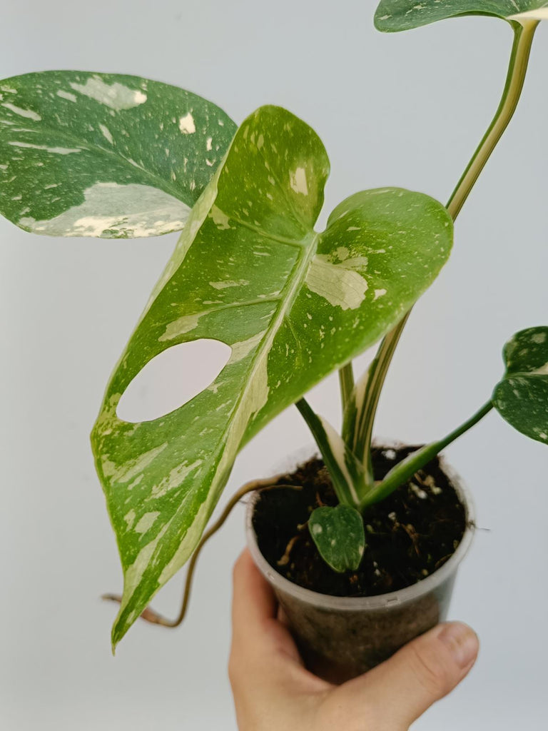 Monstera deliciosa thai constellation