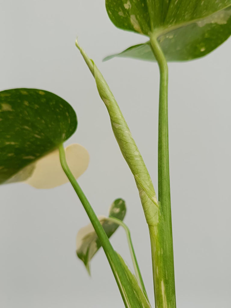 Monstera deliciosa thai constellation