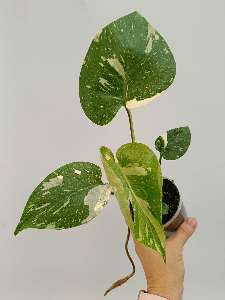 Monstera deliciosa thai constellation