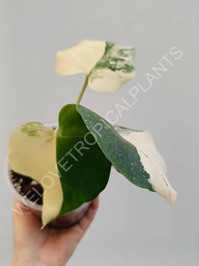 Monstera deliciosa thai constellation