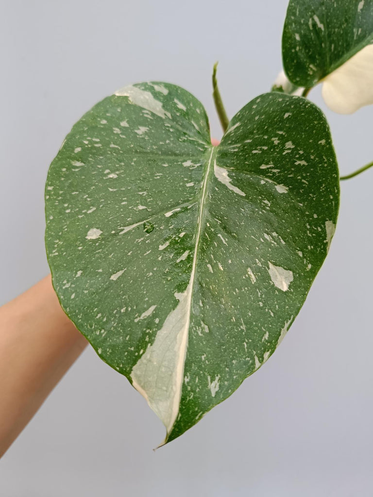 Monstera deliciosa thai constellation