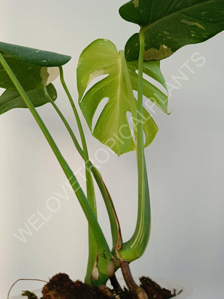 Monstera deliciosa thai constellation