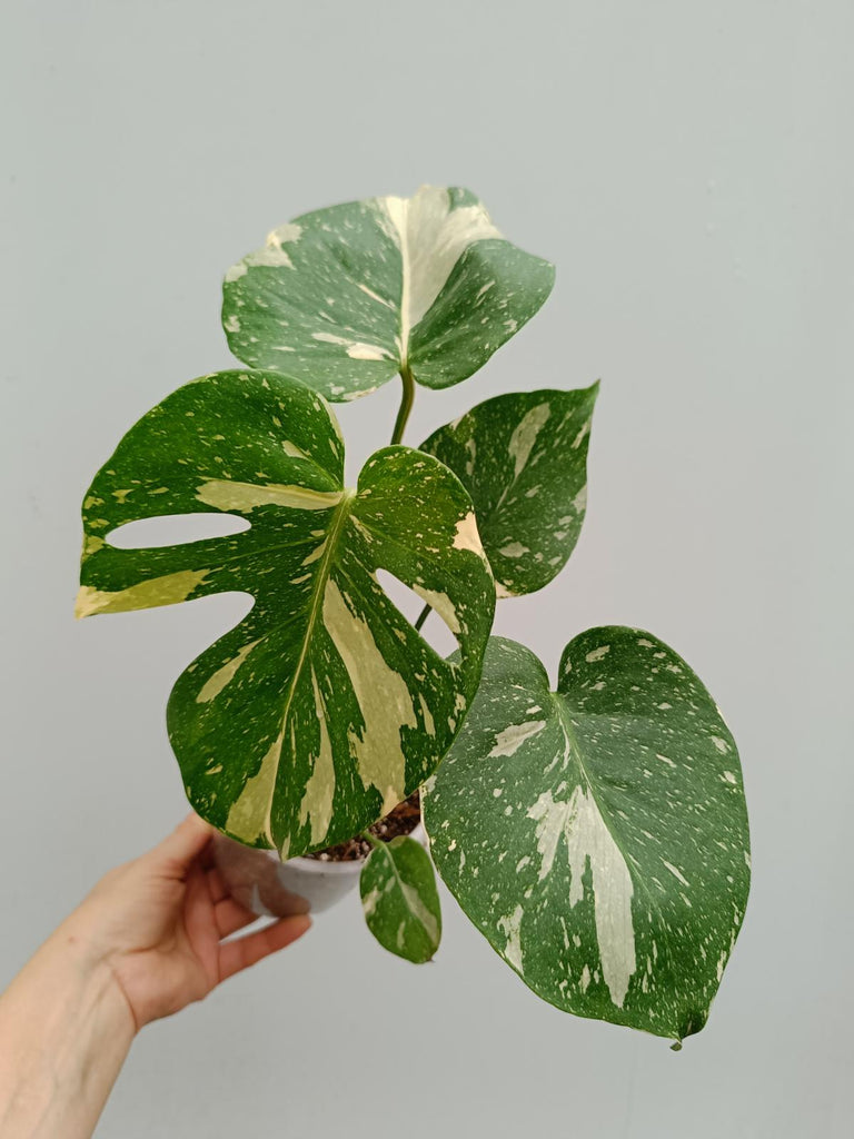 Monstera deliciosa thai constellation