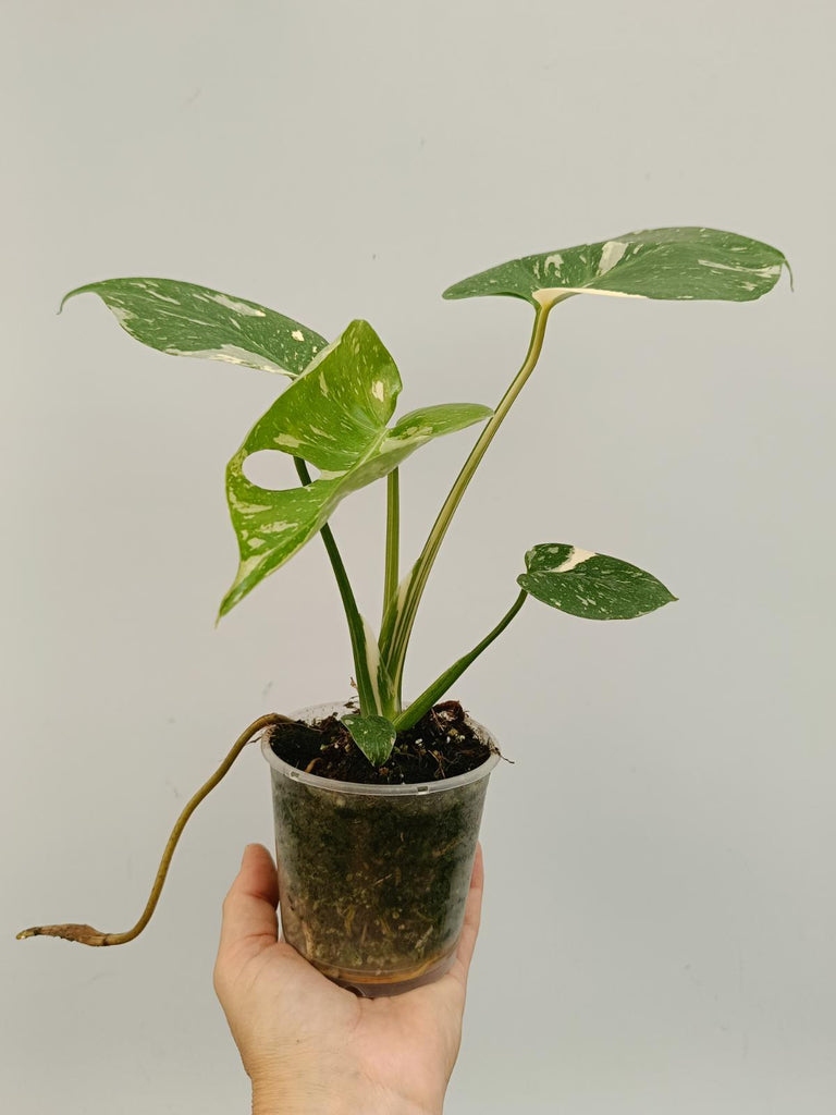 Monstera deliciosa thai constellation