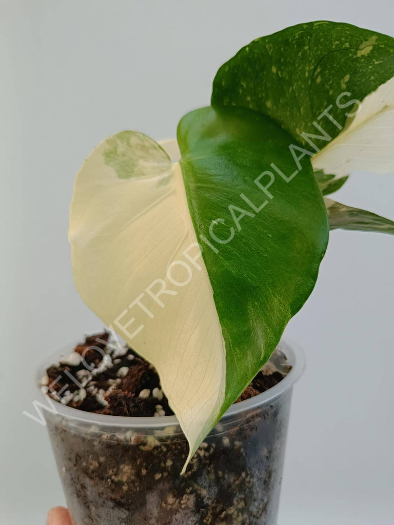 Monstera deliciosa thai constellation