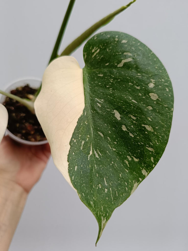 Monstera deliciosa thai constellation