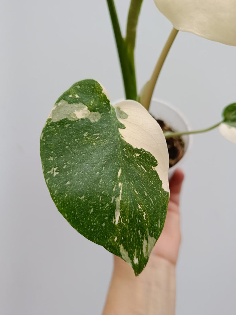 Monstera deliciosa thai constellation