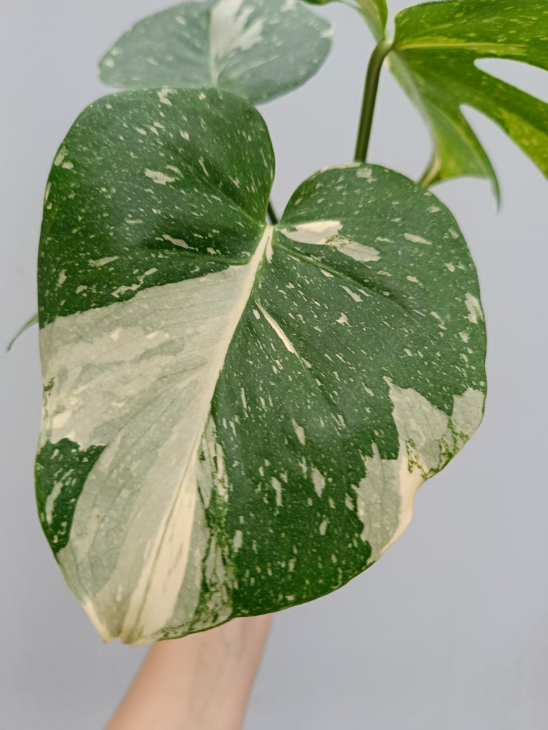 Monstera deliciosa thai constellation