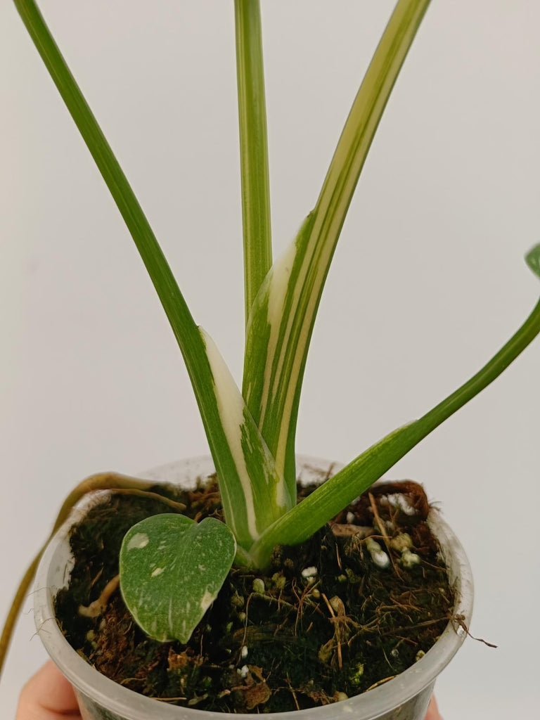 Monstera deliciosa thai constellation