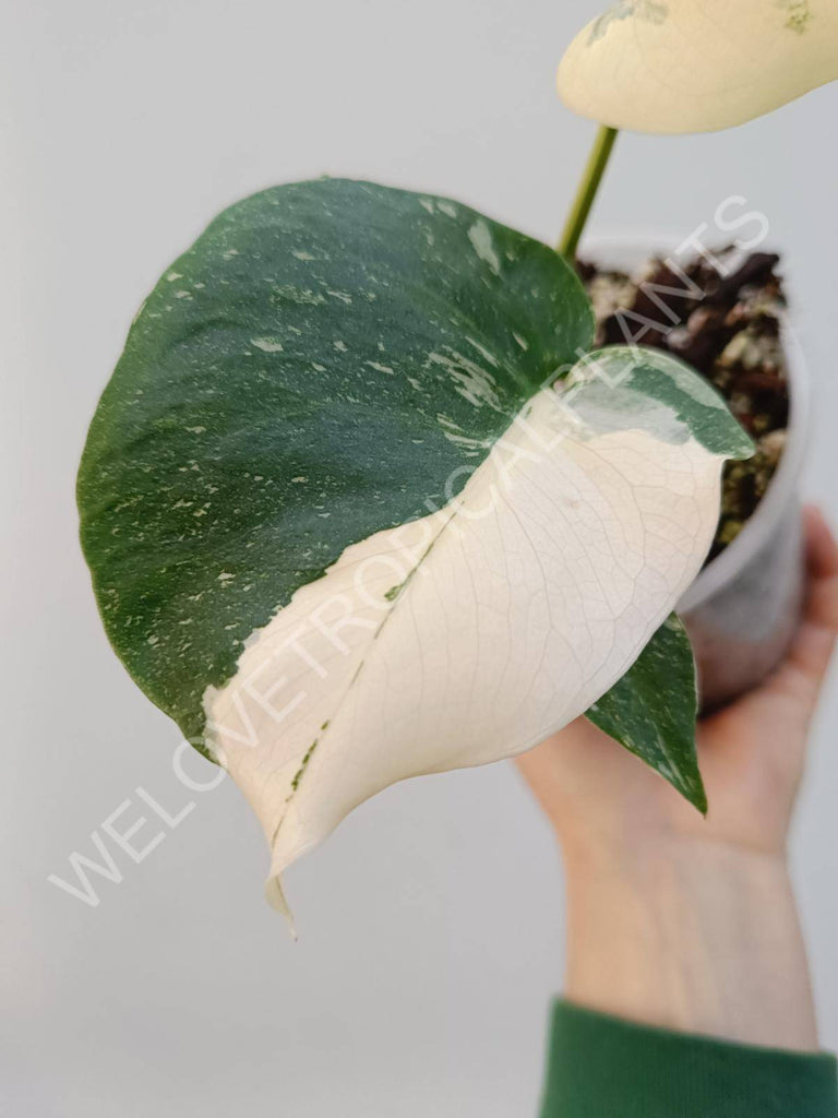 Monstera deliciosa thai constellation