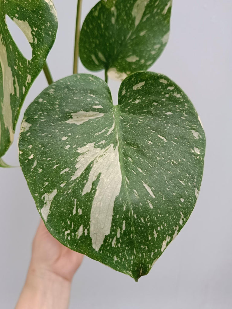 Monstera deliciosa thai constellation