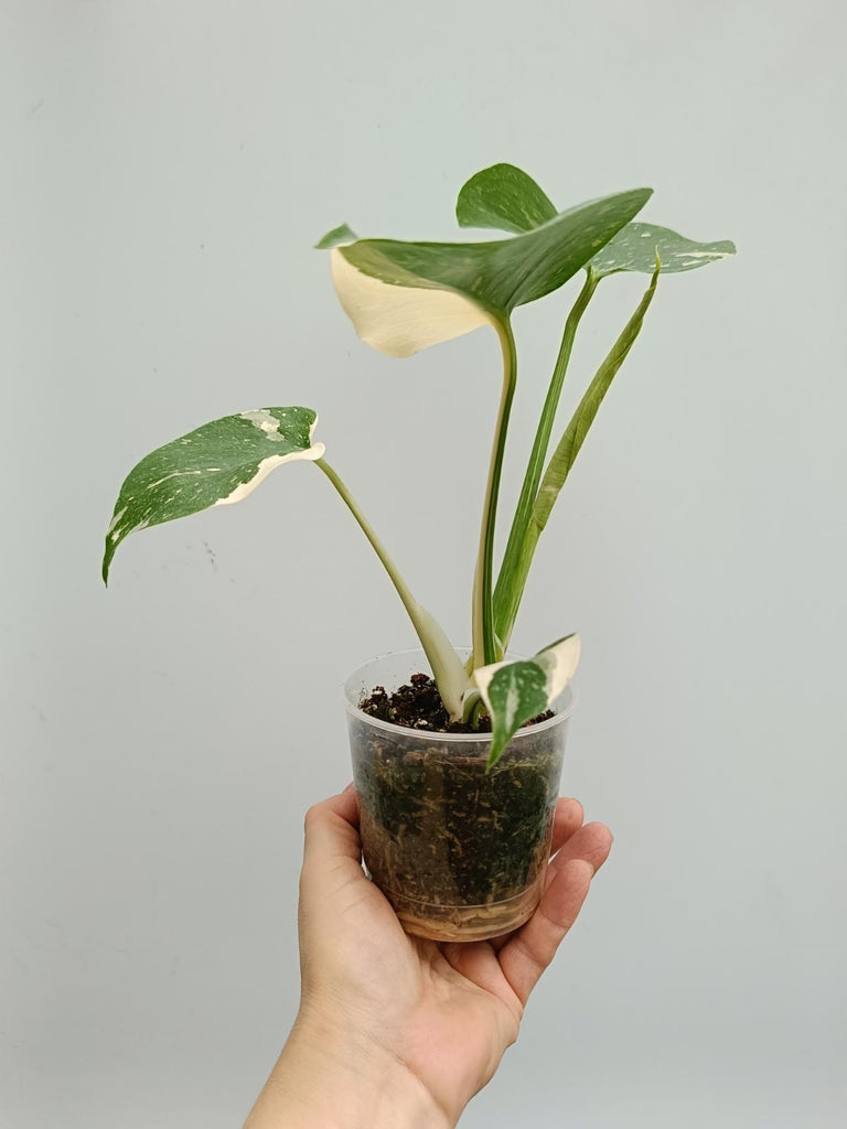 Monstera deliciosa thai constellation