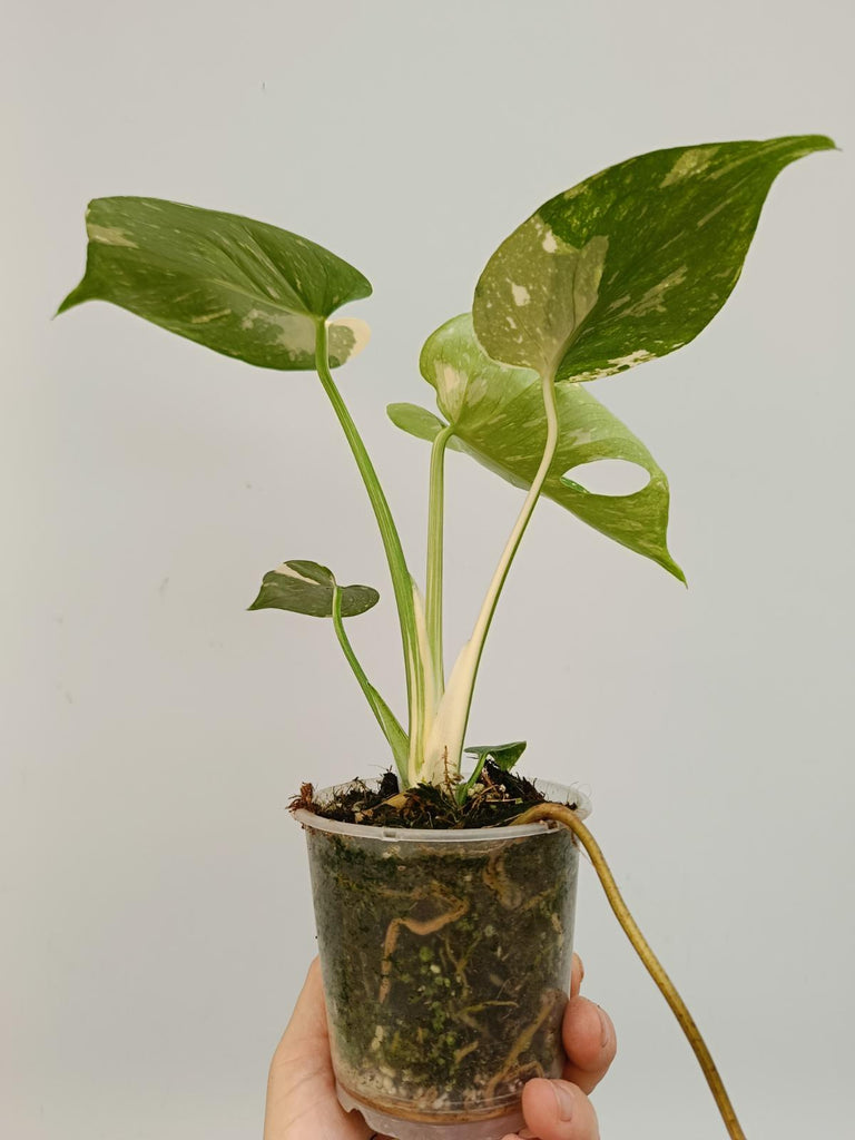 Monstera deliciosa thai constellation