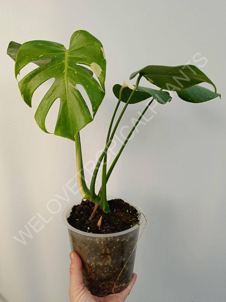 Monstera deliciosa thai constellation