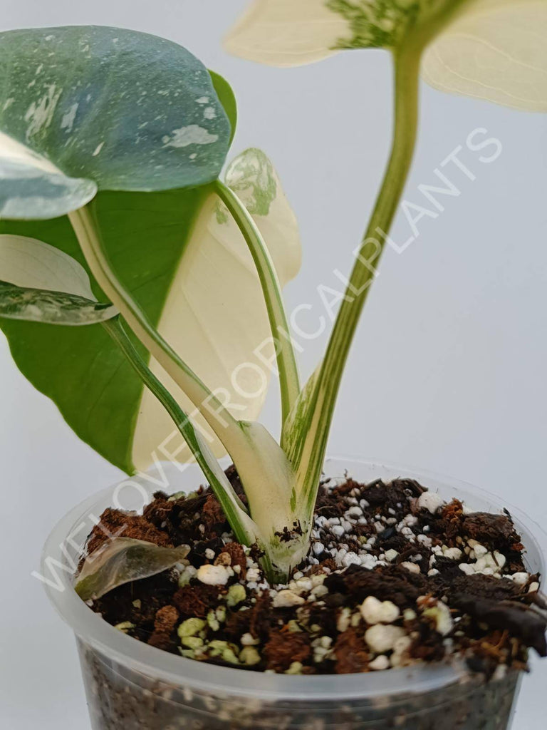 Monstera deliciosa thai constellation