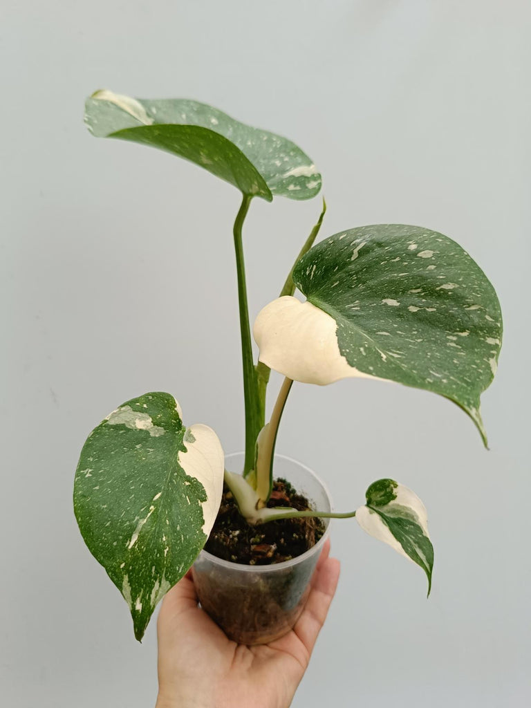 Monstera deliciosa thai constellation