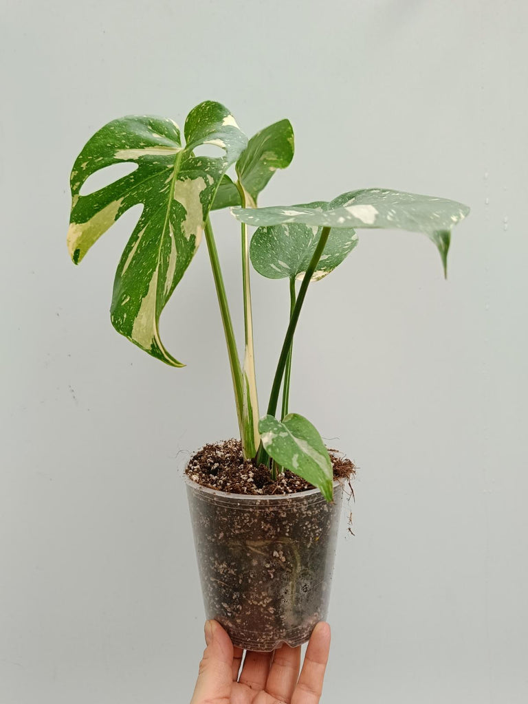 Monstera deliciosa thai constellation