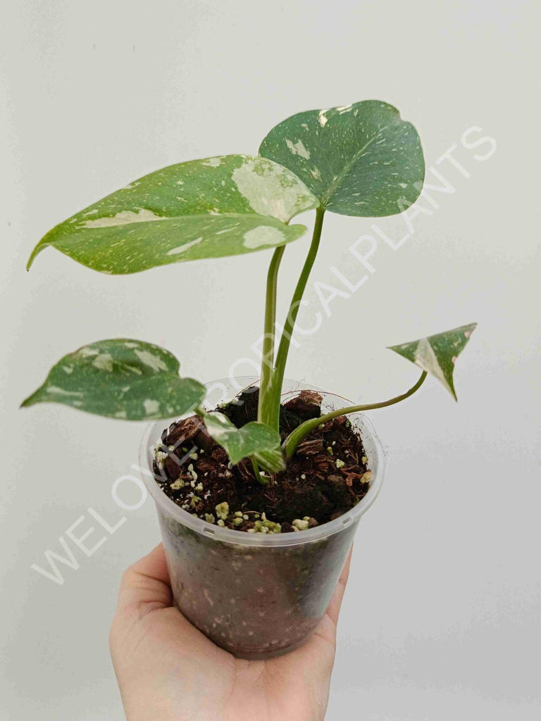 Monstera deliciosa thai constellation