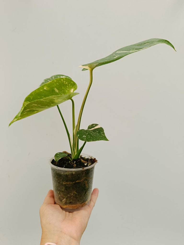 Monstera deliciosa thai constellation