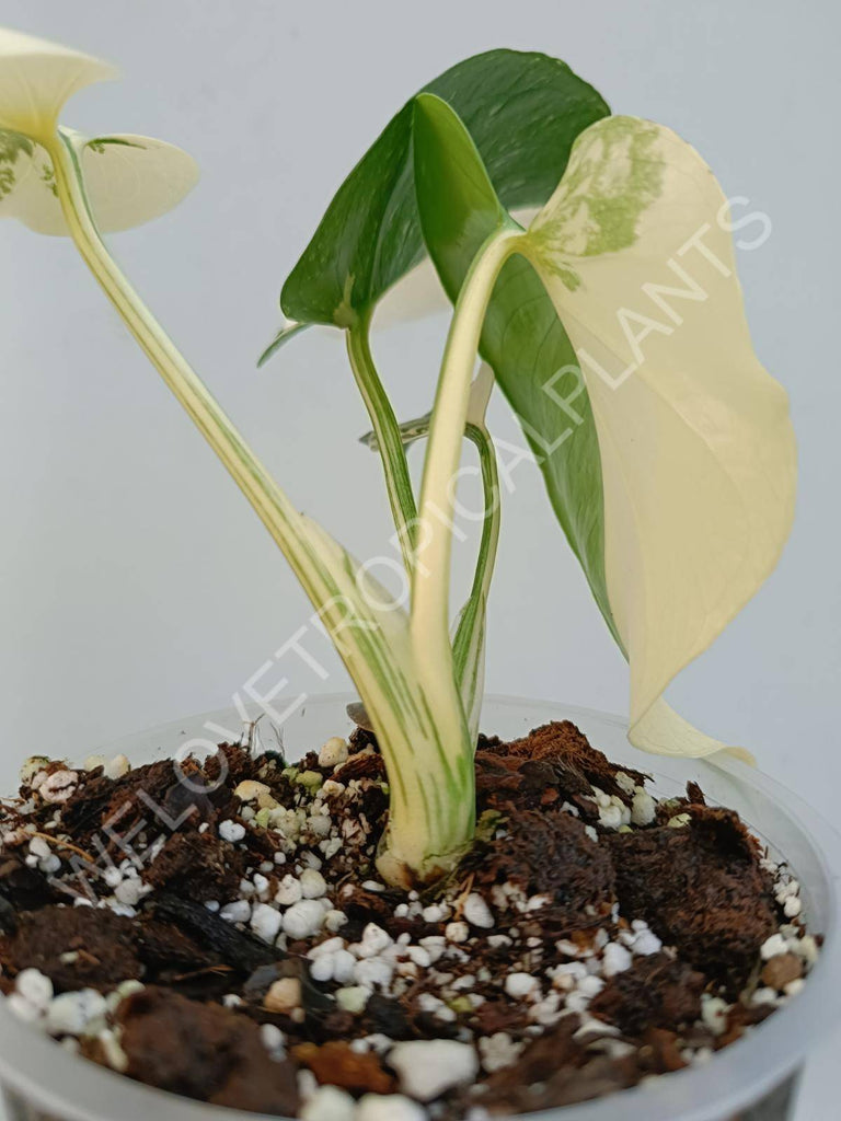 Monstera deliciosa thai constellation