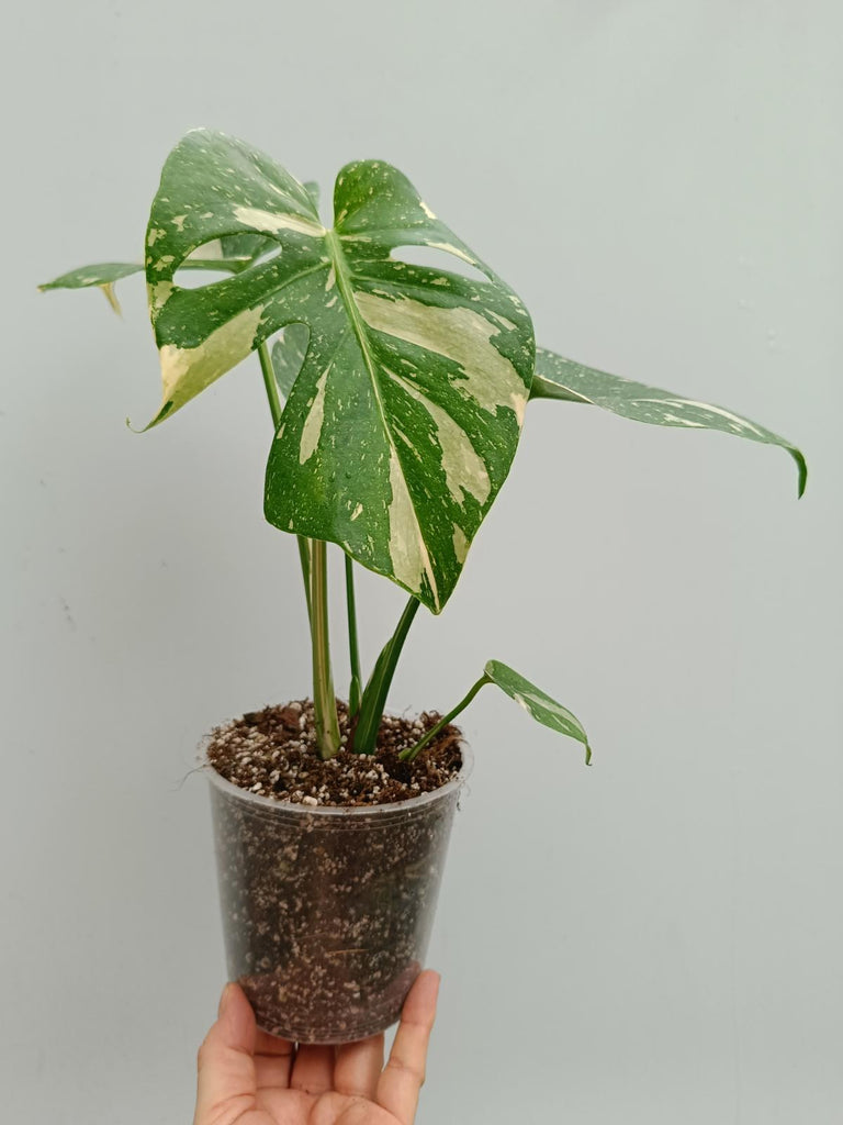 Monstera deliciosa thai constellation