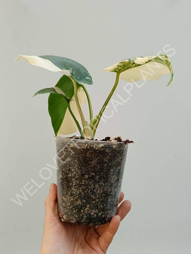 Monstera deliciosa thai constellation