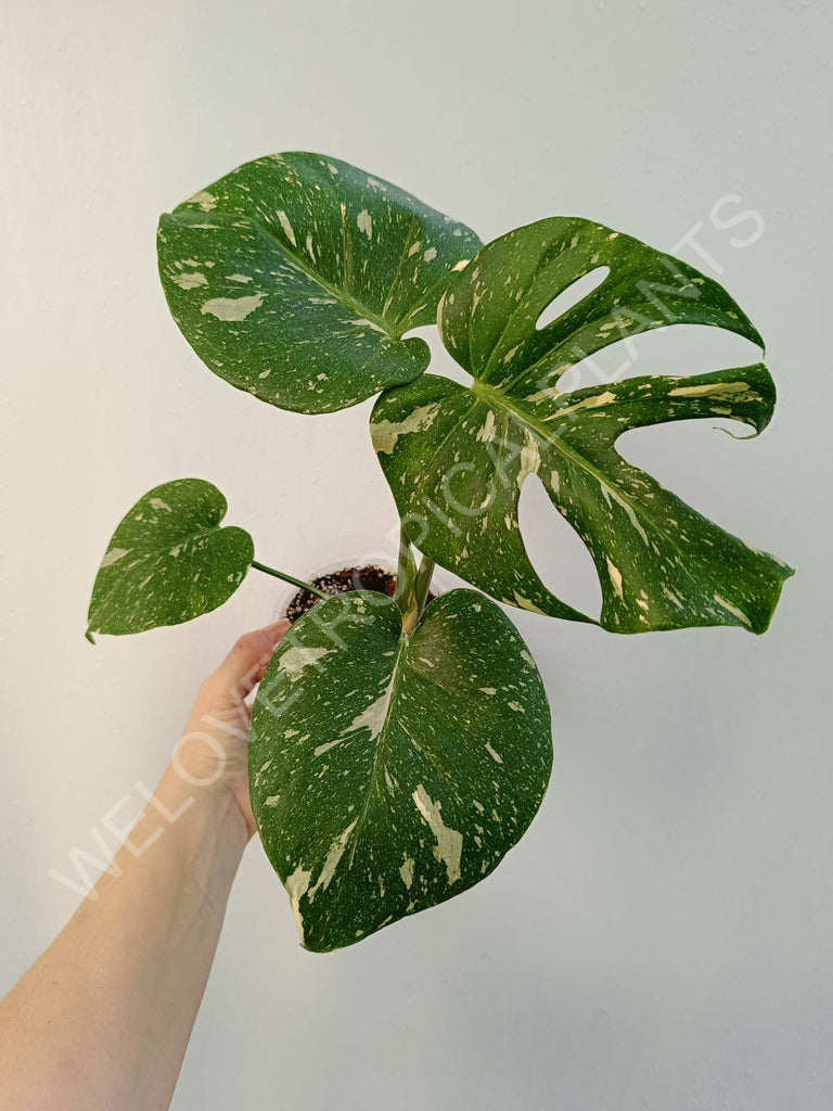 Monstera deliciosa thai constellation