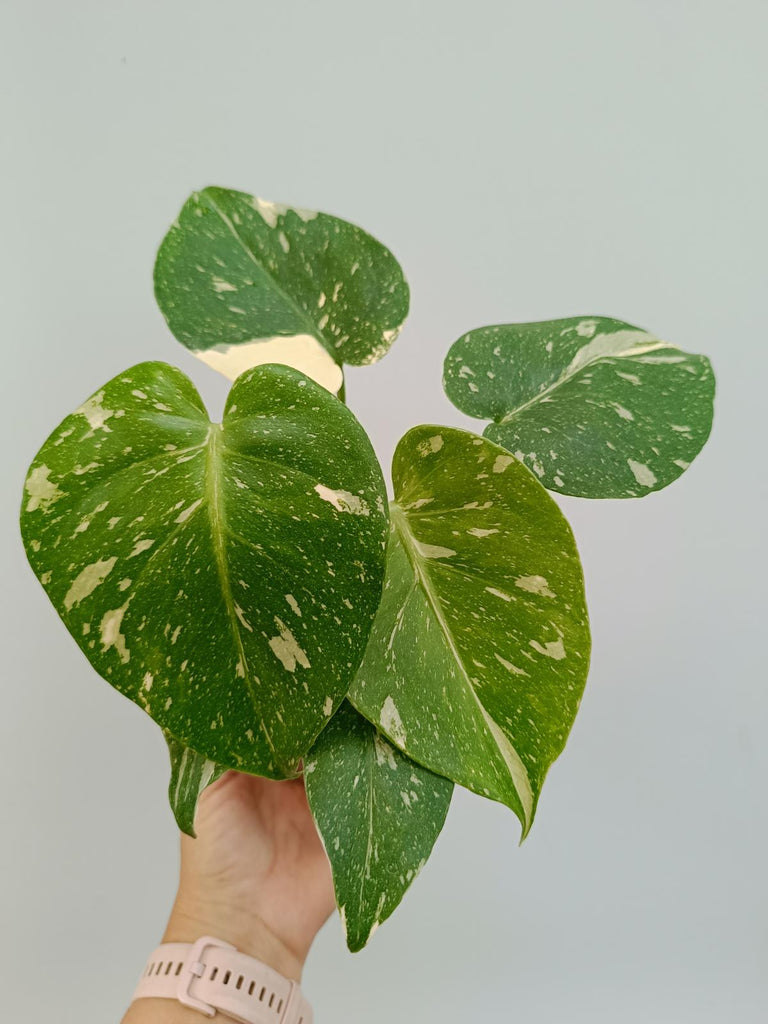 Monstera deliciosa thai constellation