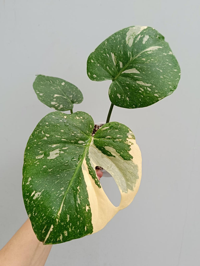 Monstera deliciosa thai constellation