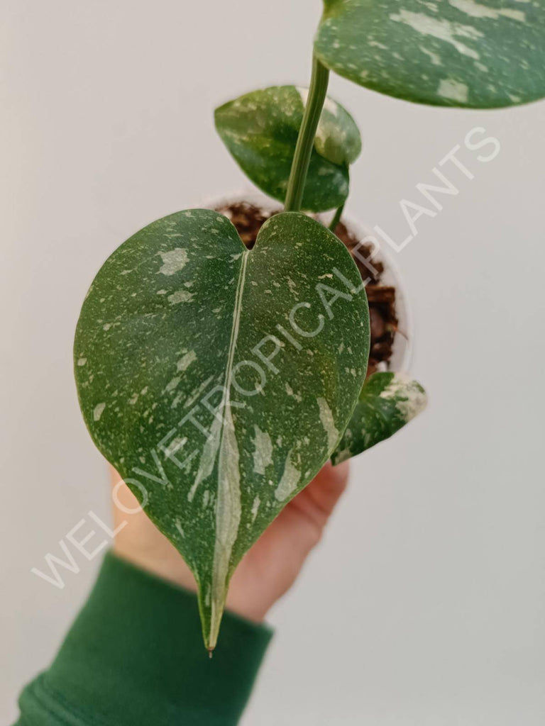 Monstera deliciosa thai constellation