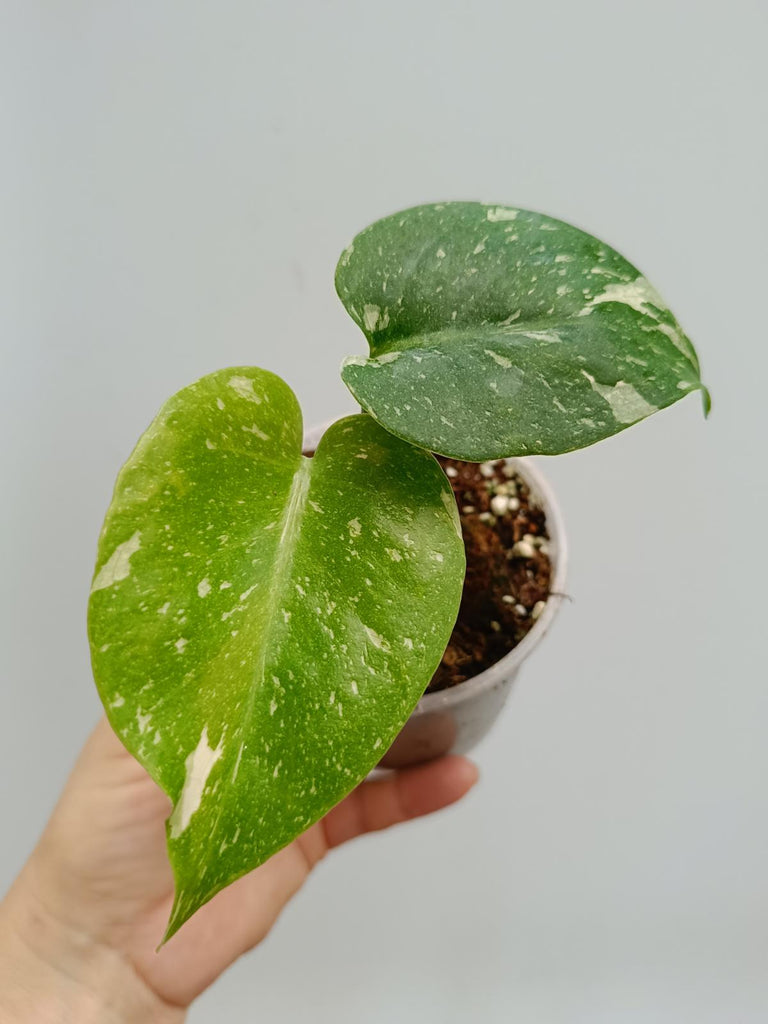 Monstera deliciosa thai constellation